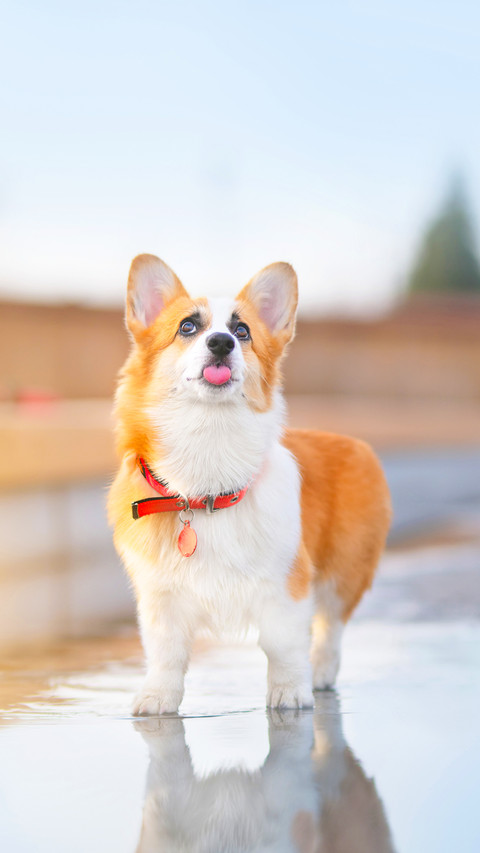 Pembroke Welsh Corgi outdoors screenshot