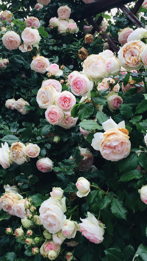 Austen Rose Bushes screenshot
