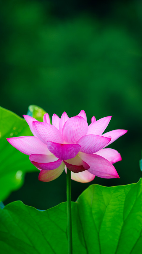 Lotus blooms in the morning screenshot