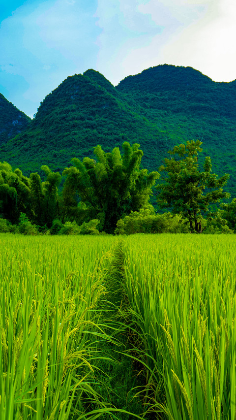 Rice field scenery screenshot