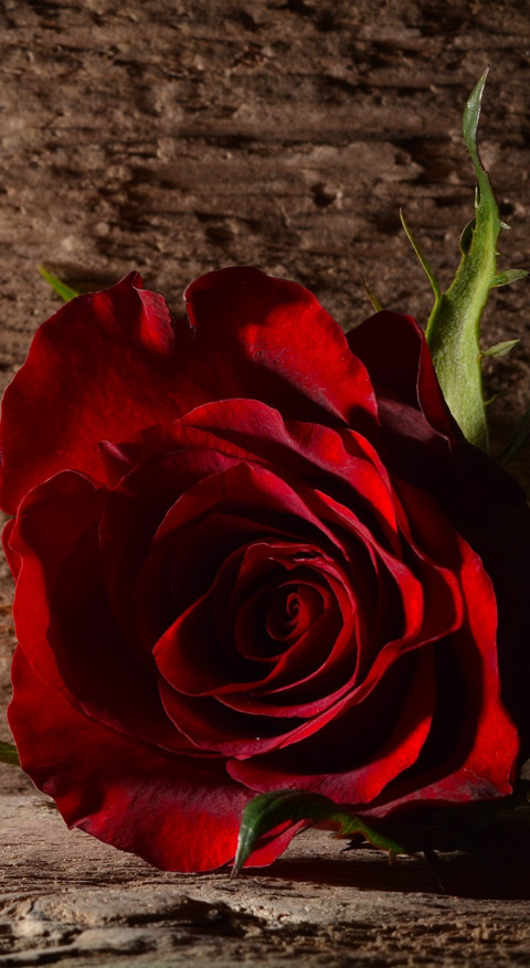 Red Roses (13) screenshot