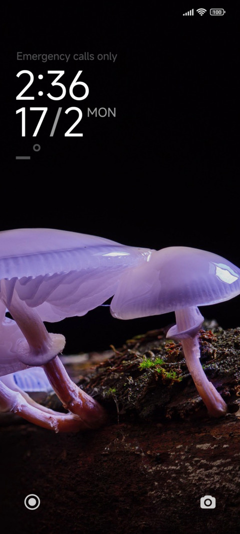 Mushroom Root screenshot