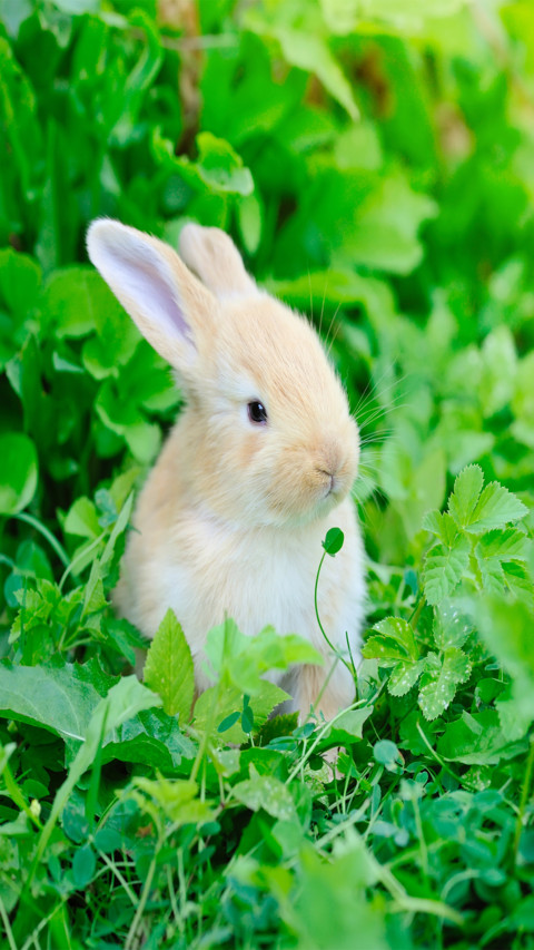Rabbit screenshot
