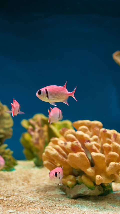 underwater world-04 screenshot