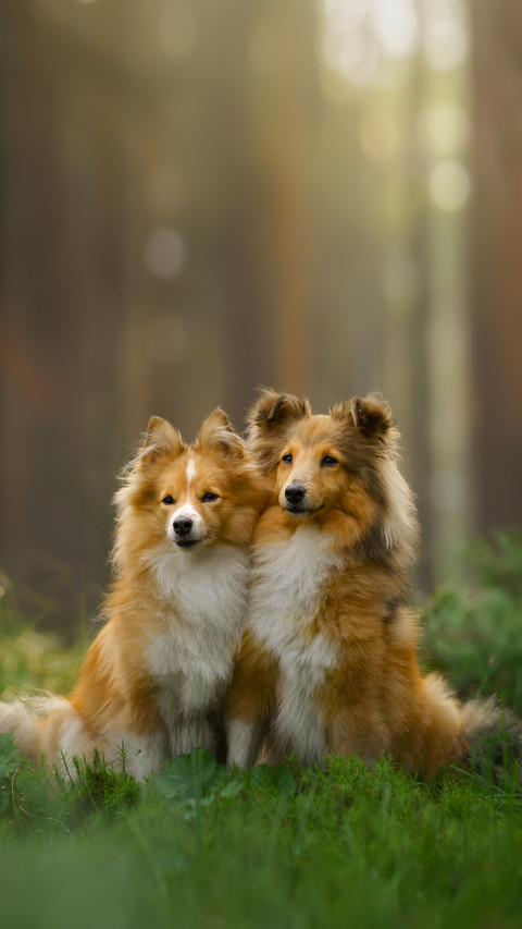 Two Red Sheltie Dogs in the Green Forest screenshot
