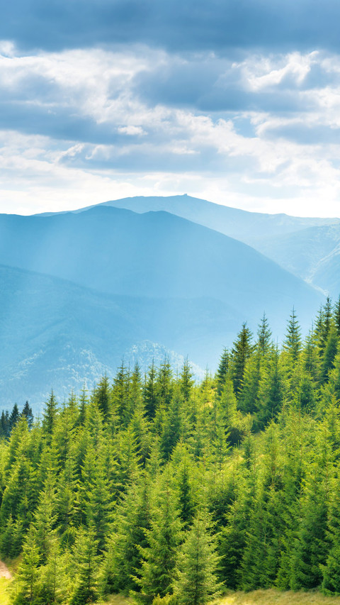 Green sunny hillside screenshot