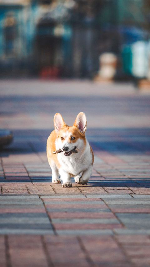 Cute Pembroke Welsh Corgi dog running screenshot