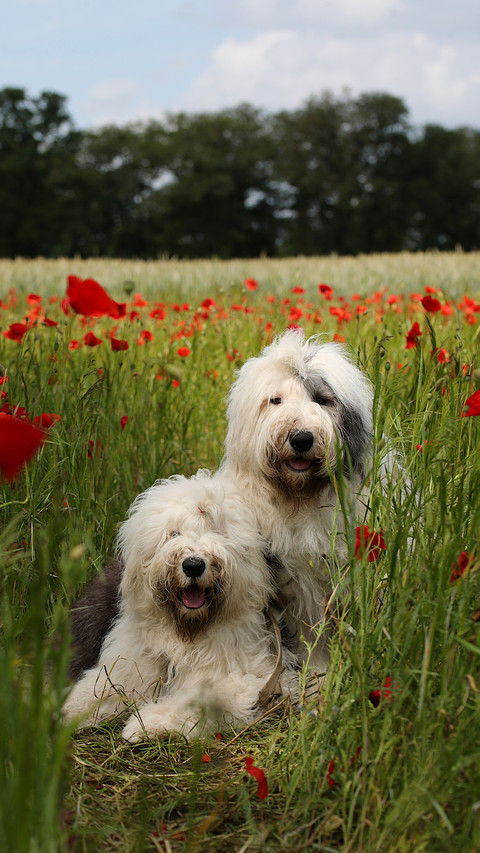 A portrait of a dog on the grass screenshot
