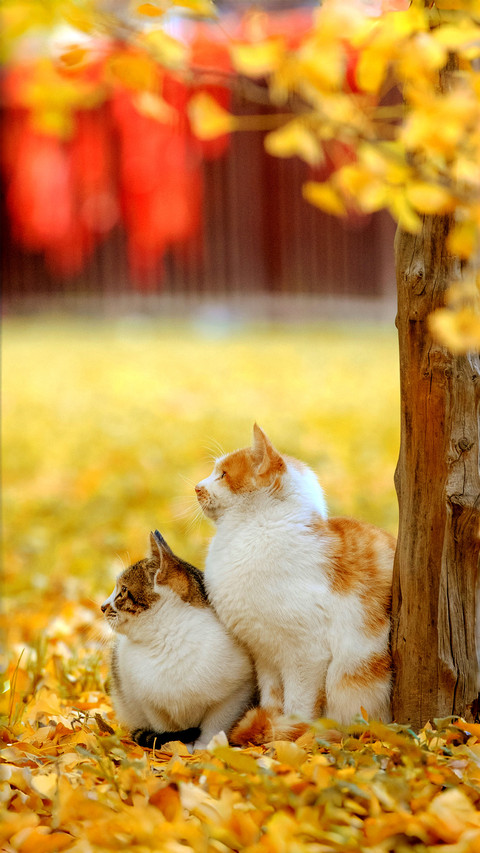 The philosophy of cats in autumn light 2 screenshot
