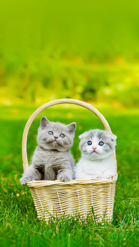 Two Kittens in Basket on Green Grass screenshot