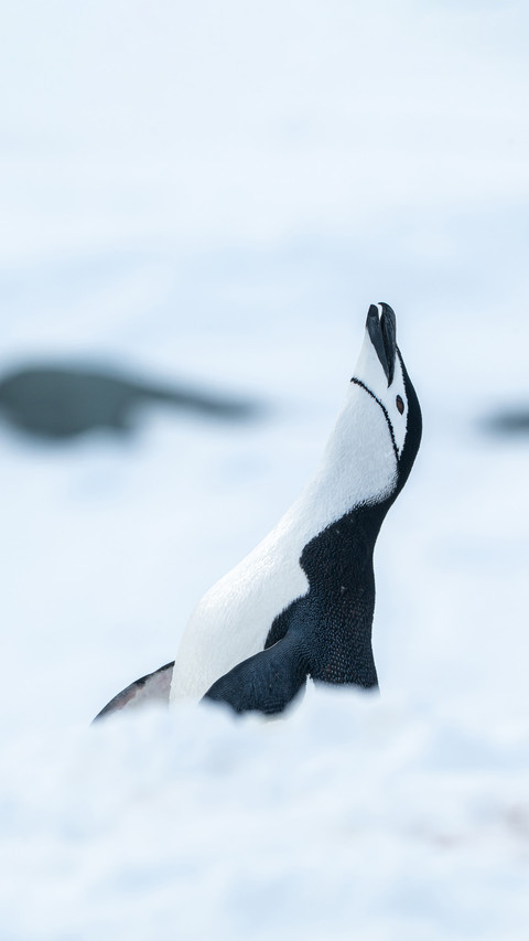 Why is the chinstrap penguin called this screenshot