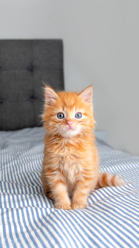 Tiny Fluffy Buff Kitten Sitting on Striped Blanket screenshot