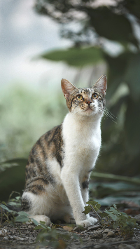 Cute Cat Sitting on The Ground in The Forest screenshot