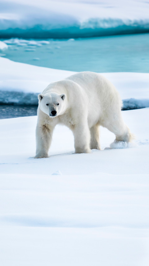 Polar bear 6 screenshot