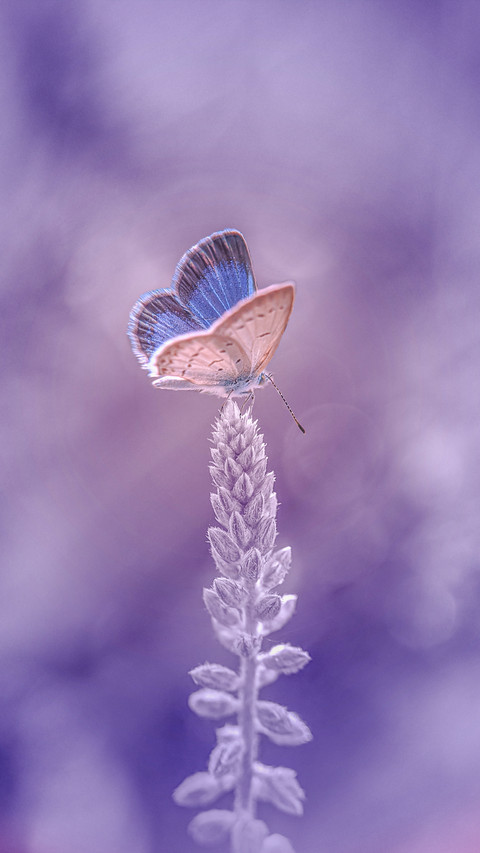 Spring flowers and butterflies screenshot