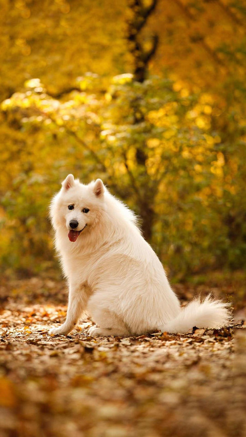 Dog344 screenshot