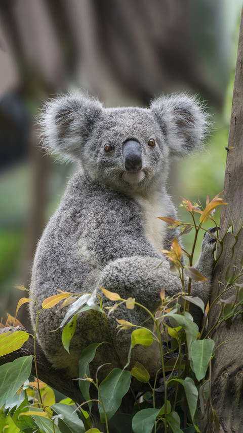 How to weigh a koala 5 screenshot