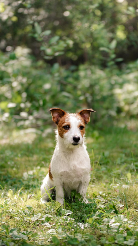 Dog201 screenshot