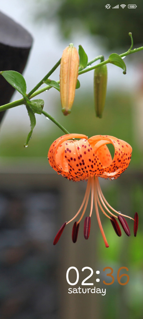 Morning Lily screenshot