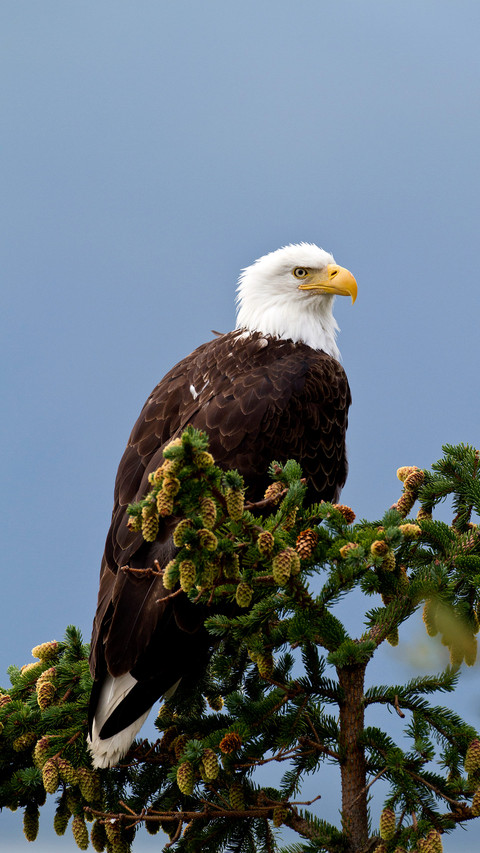 Dedicated white headed Sea Eagle 63 screenshot