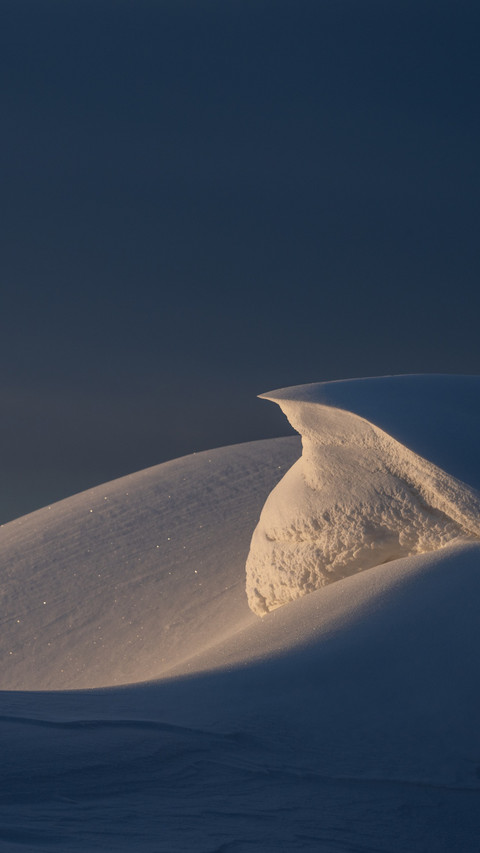 Snow reflects on the cold forest in quiet shadows screenshot