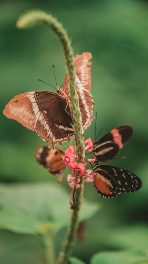Butterfly (7) screenshot