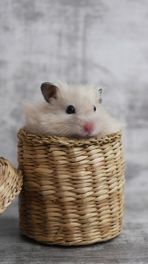 Taboos for hamster breeding screenshot