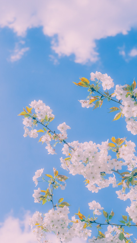 寻春 screenshot