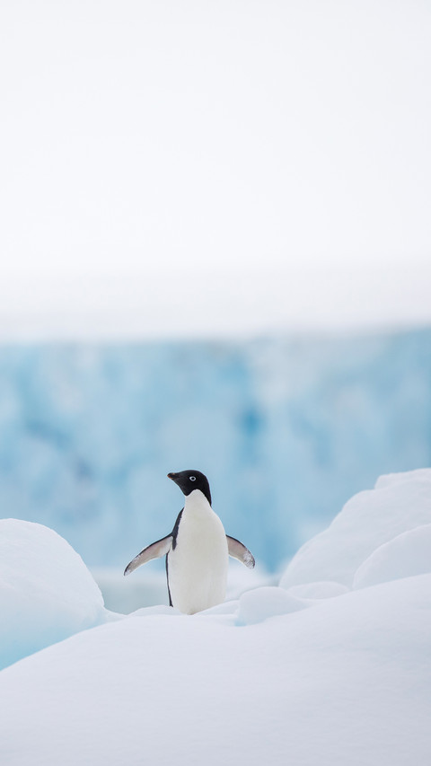 Some penguins in the arctic walking around on the north pole screenshot