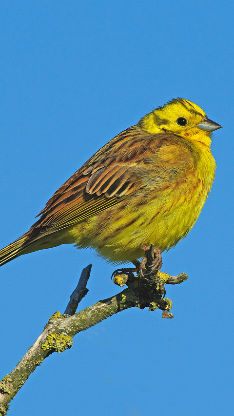 The watchful yellow bunting screenshot