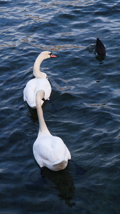 Swans in lake zurich screenshot