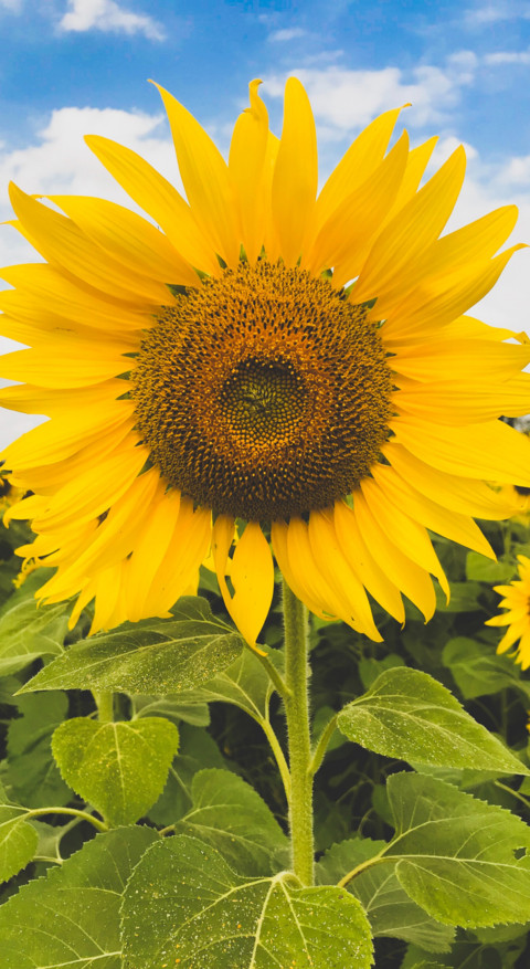 Sunflower Dream (12) screenshot