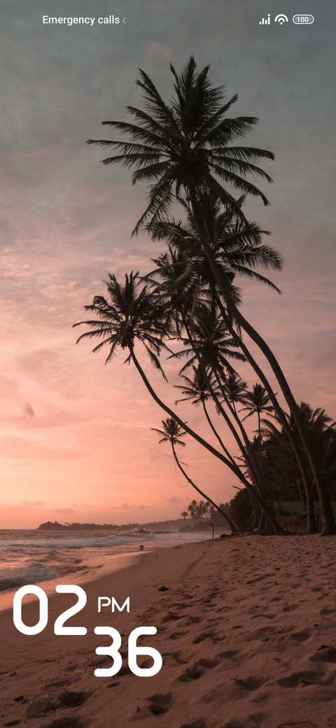 Cocunut Tree screenshot