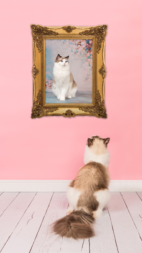 Owning a cat is the choice of the rich 72 screenshot