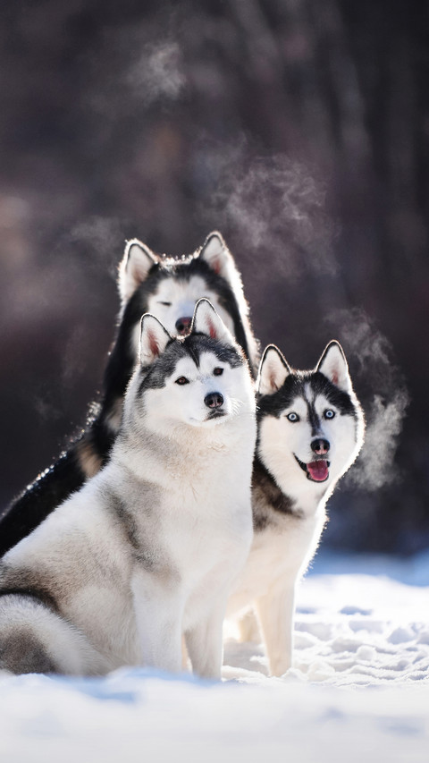 Does your dog often howl 34 screenshot