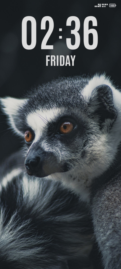 Wild Meerkat screenshot