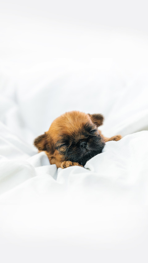 A sleeping newborn Brussels Griffon puppy screenshot