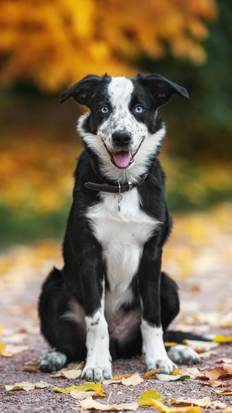 Dog115 screenshot