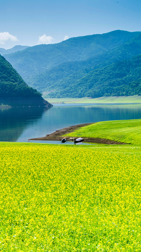 油菜花开 screenshot