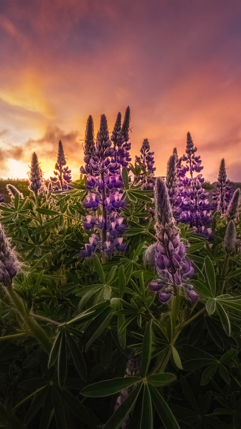 Icelands lupine flowers screenshot