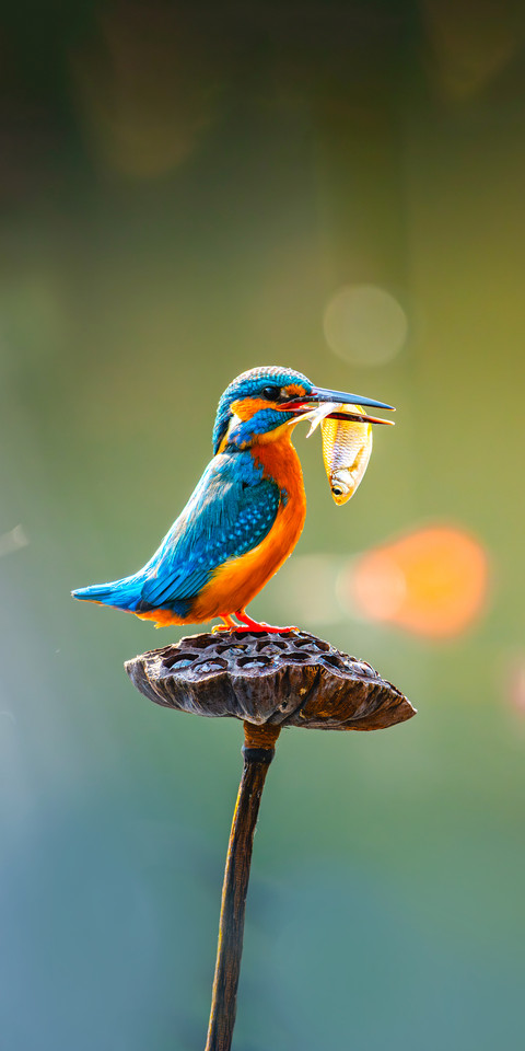 Kingfisher water killer screenshot