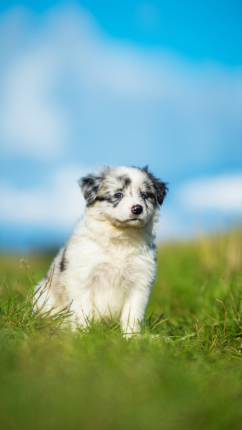 Cute border collie puppy in a meadow screenshot