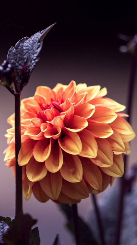 Macro  (2) screenshot