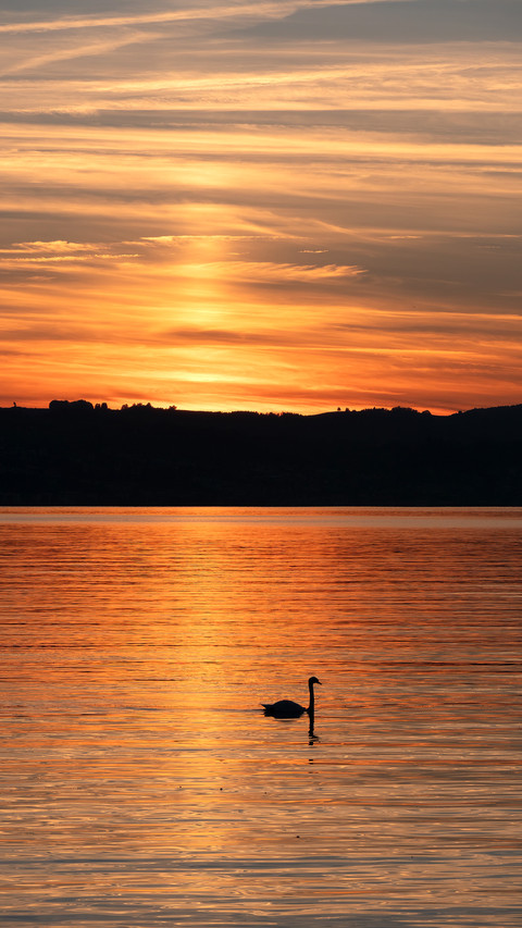 Sunset over the shores of the Zurich Lake screenshot