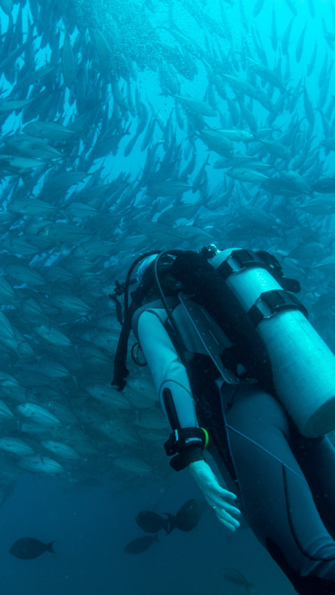 Marine Life (12) screenshot