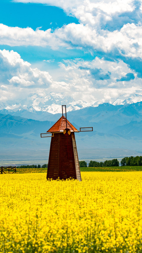 Rape flowers in zhaosu yili screenshot