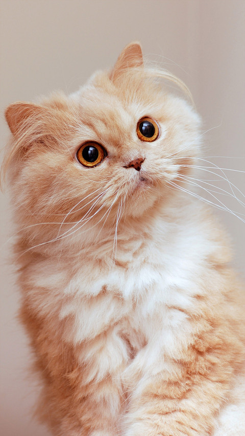 Cute pet-05 screenshot