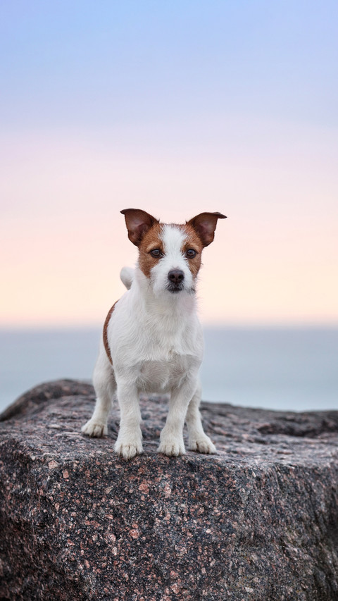 Lovely dog jack russel terrier on the stone screenshot