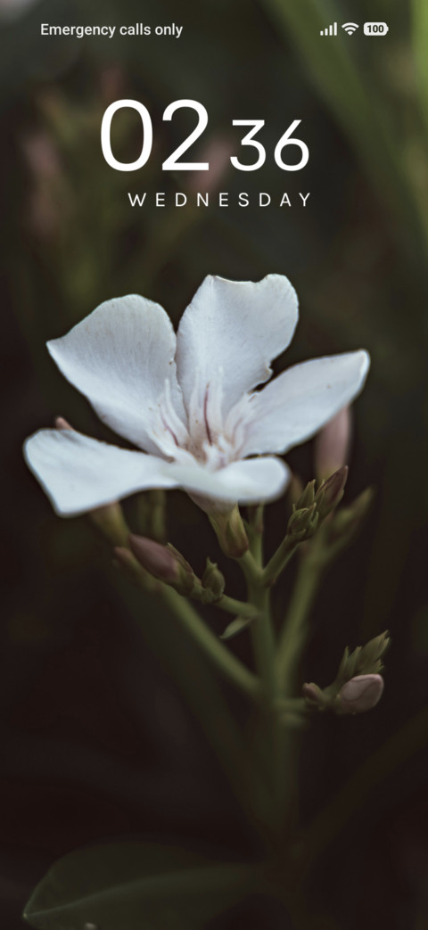 Ivory Blossom screenshot