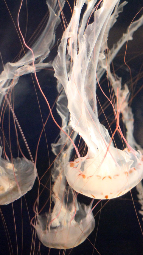 Jellyfish (6) screenshot